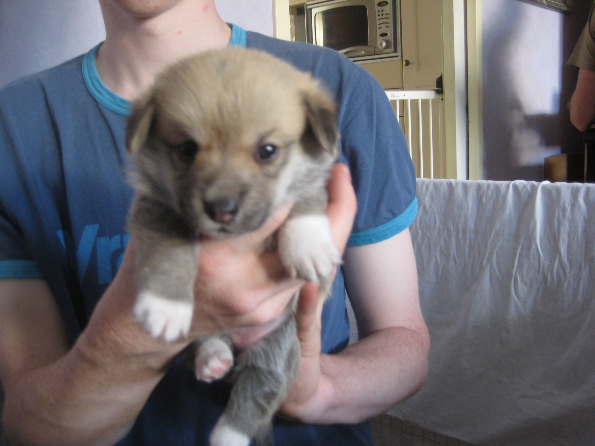 Pups